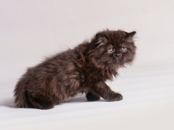 [#20508] Black Male Persian Kittens for Sale