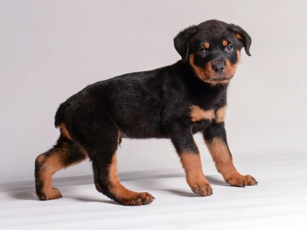 [#20507] Black / Rust Male Rottweiler Puppies for Sale