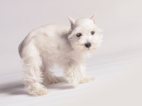 [#20505] White Female Miniature Schnauzer Puppies for Sale