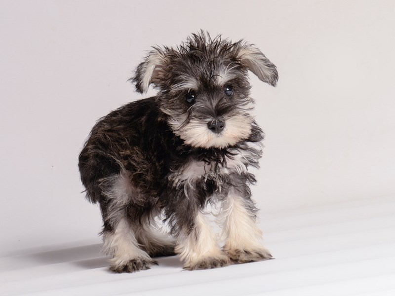 Miniature Schnauzer - 20504 Image #1