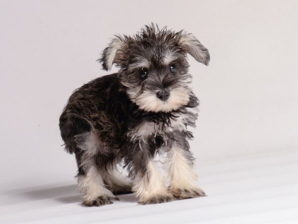 [#20504] Salt / Pepper Female Miniature Schnauzer Puppies for Sale