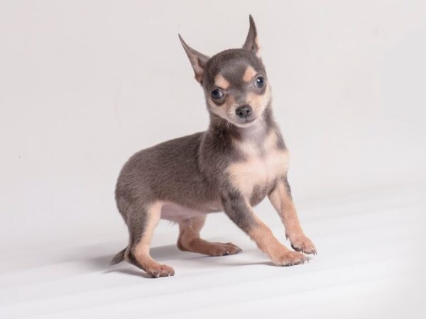 [#20483] Blue / Tan Male Chihuahua Puppies for Sale