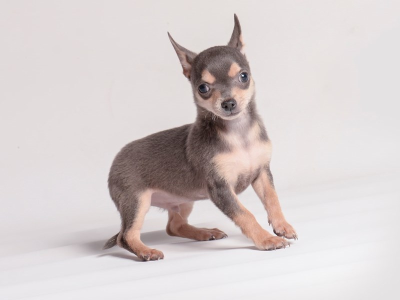 ChihuahuaDogFemaleFawn4079762Petland Topeka, Kansas