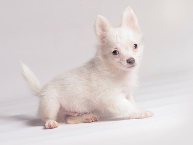 Chihuahua - 20477 Image #1