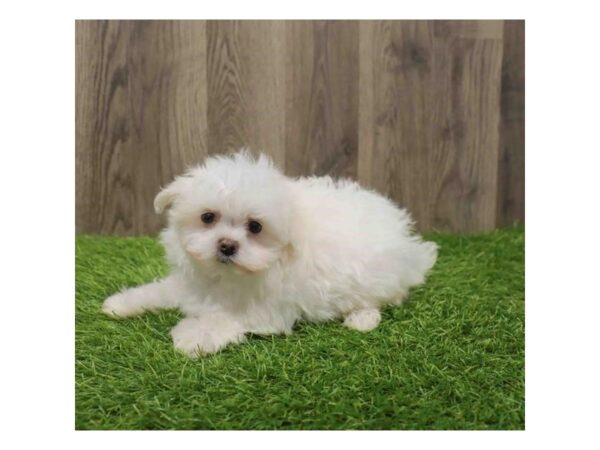 [#20517] White Female Maltese Puppies for Sale