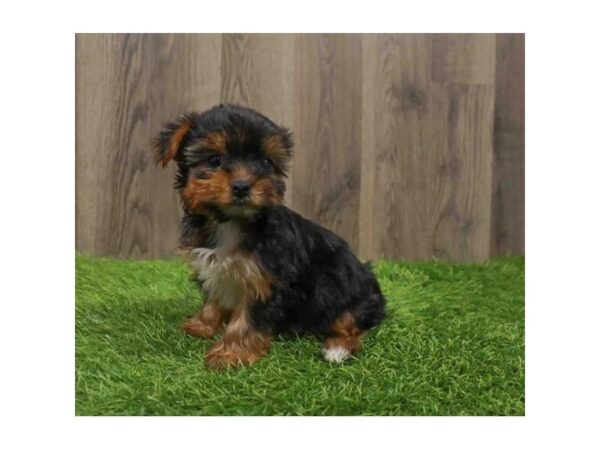 [#20519] Black / Tan Female Yorkshire Terrier Puppies for Sale