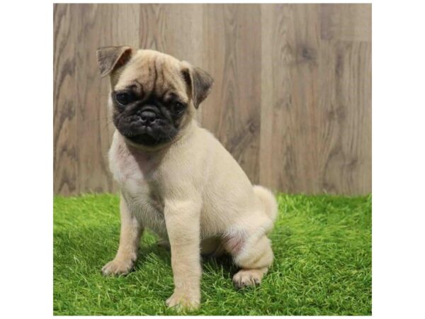 [#20518] Fawn Female Pug Puppies for Sale