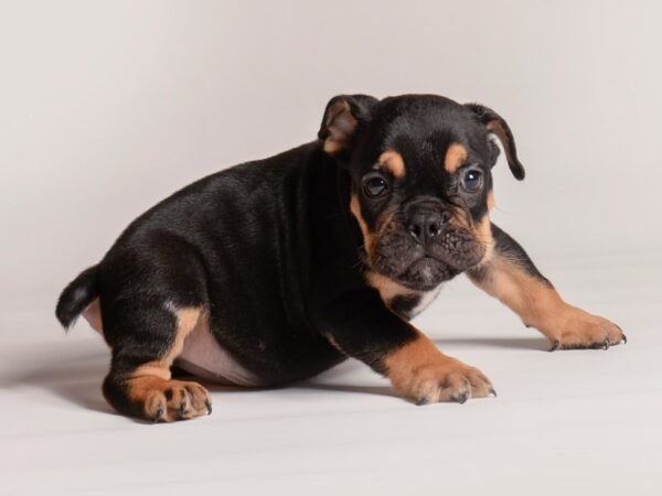 [#20522] Tri Color Male English Bulldog Puppies for Sale