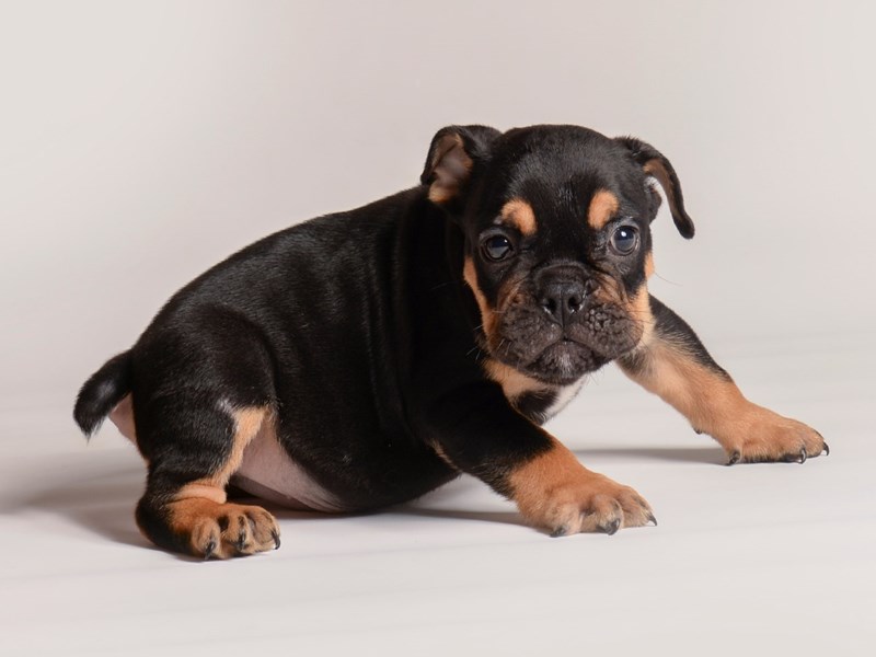 English Bulldog - 20522 Image #1