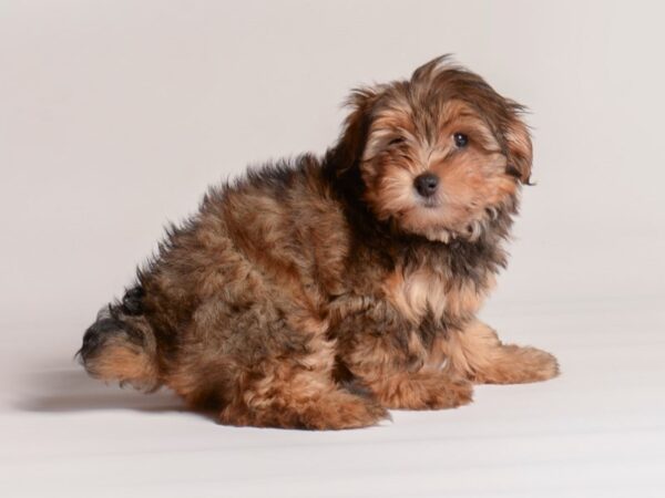 [#20520] Red Sable Female Yorkiepoo Puppies for Sale