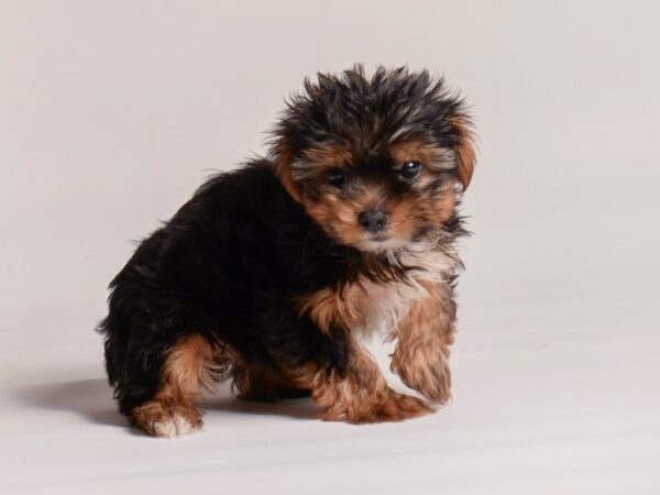 [#20519] Black / Tan Female Yorkshire Terrier Puppies for Sale