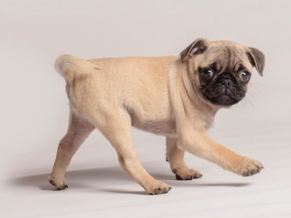 [#20518] Fawn Female Pug Puppies for Sale
