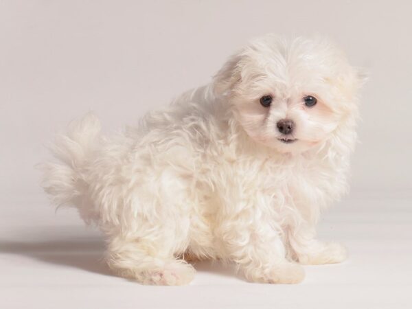 [#20517] White Female Maltese Puppies for Sale