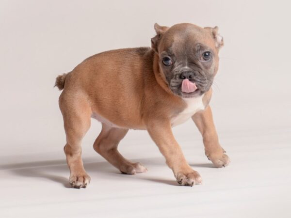 [#20511] Blue Fawn Female French Bulldog Puppies for Sale