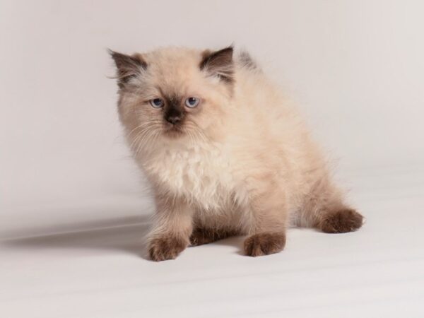 [#20510] Seal Point Male Persian Kittens for Sale