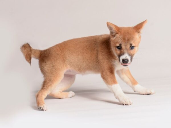 [#20457] Red / White Female Shiba Inu Puppies for Sale