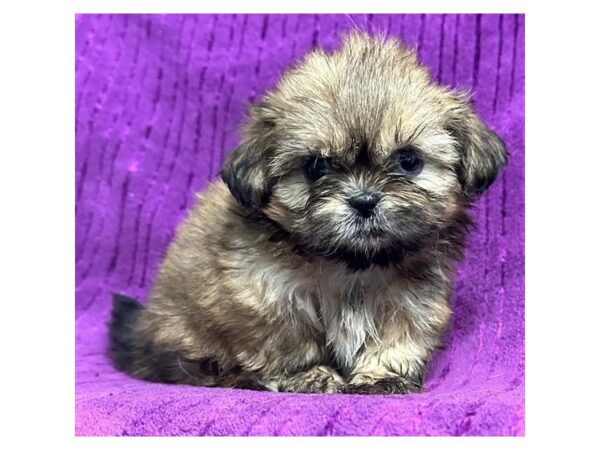 [#20526] Red Female Shih Tzu Puppies for Sale