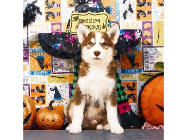 [#20529] Chocolate / Cream Male Pomsky Puppies for Sale