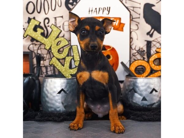 [#20525] Black / Rust Male Miniature Pinscher Puppies for Sale