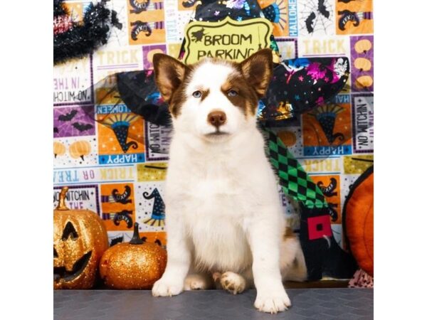 [#20527] Chocolate / Cream Male Pomsky Puppies for Sale