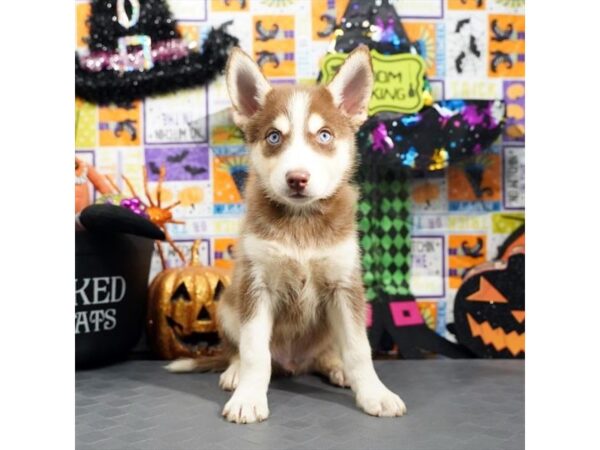 [#20528] Chocolate / Cream Male Pomsky Puppies for Sale
