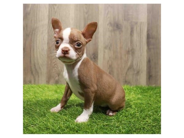 [#20531] Seal / White Female Boston Terrier Puppies for Sale