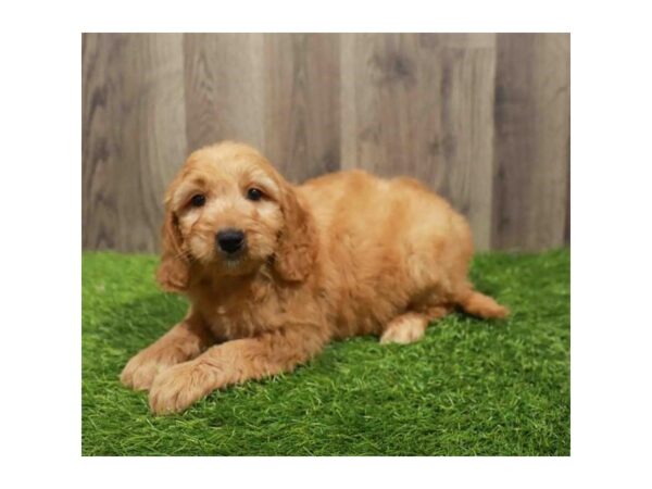 [#20537] Apricot Female Goldendoodle Mini Puppies for Sale
