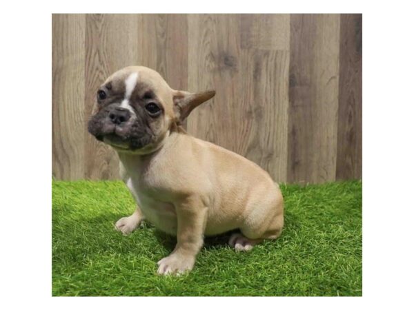[#20534] Fawn Male French Bulldog Puppies for Sale