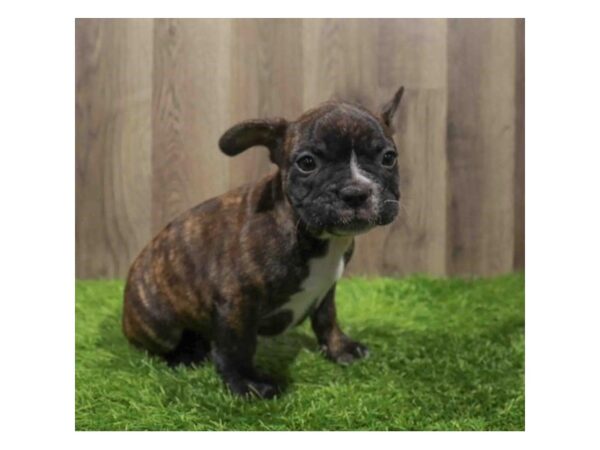 [#20535] Brindle Male French Bulldog Puppies for Sale