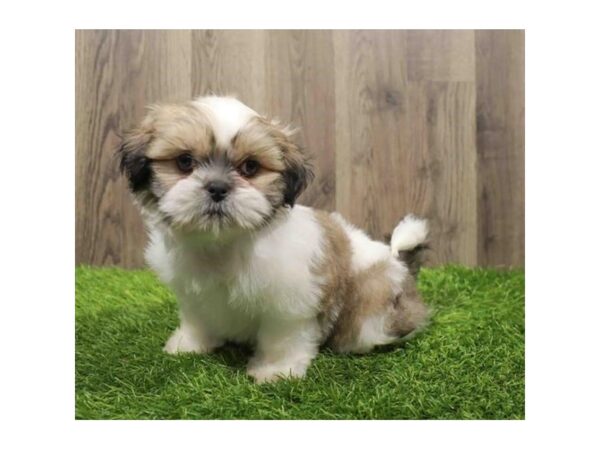 [#20536] Gold / White Male Shih Tzu Puppies for Sale