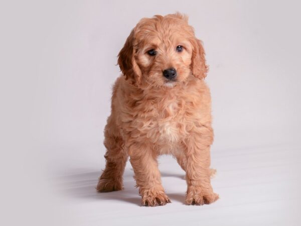 [#20537] Apricot Female Goldendoodle Mini Puppies for Sale