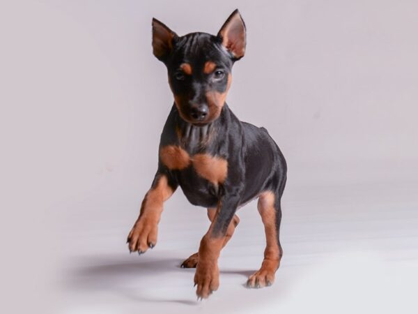 [#20525] Black / Rust Male Miniature Pinscher Puppies for Sale