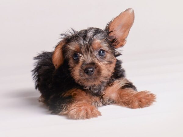 [#20372] Black / Tan Male Yorkshire Terrier Puppies for Sale