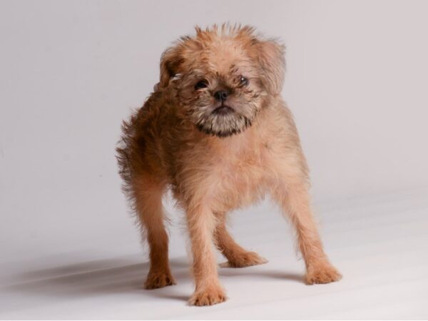 [#20422] Belge Female Brussels Griffon Puppies for Sale