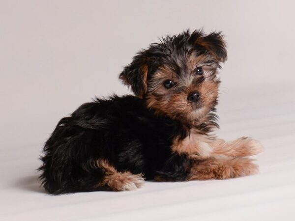 [#20445] Black / Tan Female Yorkshire Terrier Puppies for Sale