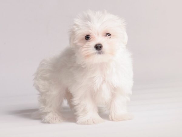 [#20456] White Male Maltese Puppies for Sale