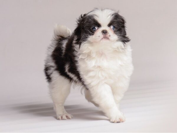 [#20455] Black / White Female Japanese Chin Puppies for Sale