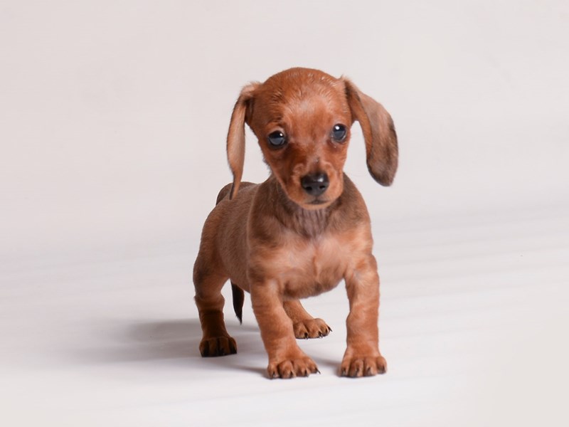Dachshund - 20471 Image #1