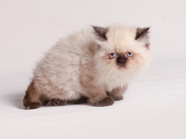 [#20468] Seal Point Male Persian Kittens for Sale