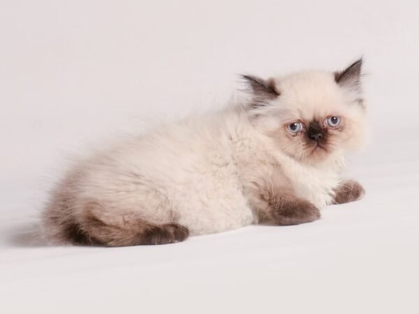 [#20467] Seal Point Male Persian Kittens for Sale