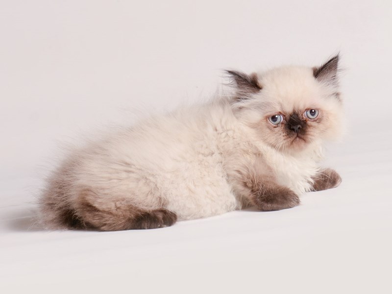 Persian - 20467 Image #1