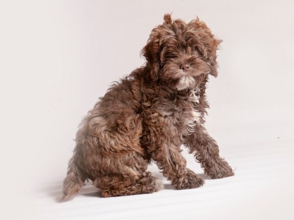 [#20430] Chocolate Female Cock A Poo Puppies for Sale