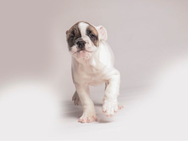 [#20495] Fawn Female Bulldog Puppies for Sale