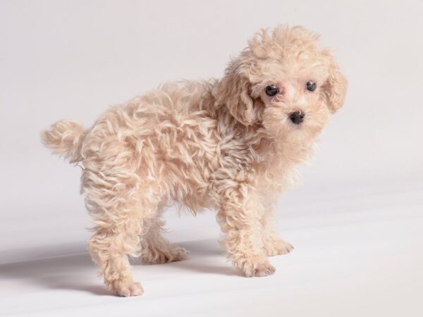 [#20515] Apricot Male Poodle Puppies for Sale