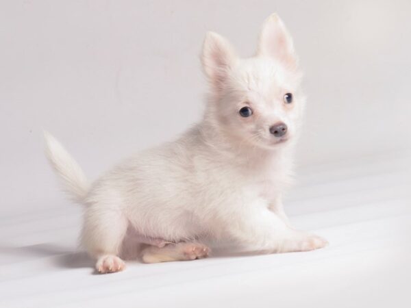 [#20477] White Male Chihuahua Puppies for Sale