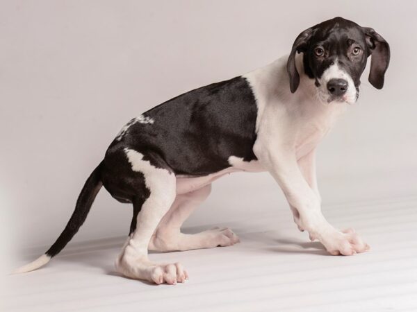 [#20521] Black / White Female Great Dane Puppies for Sale