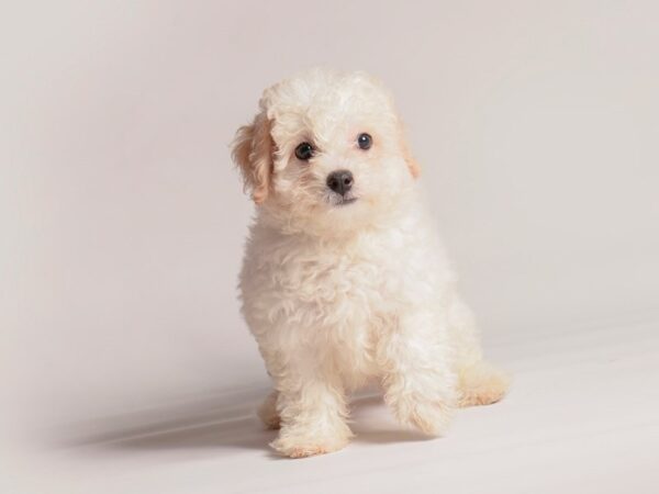 [#20516] White Male Bichon Frise Puppies for Sale
