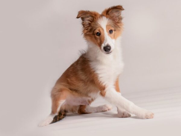 [#20412] Sable / White Male Shetland Sheepdog Puppies for Sale