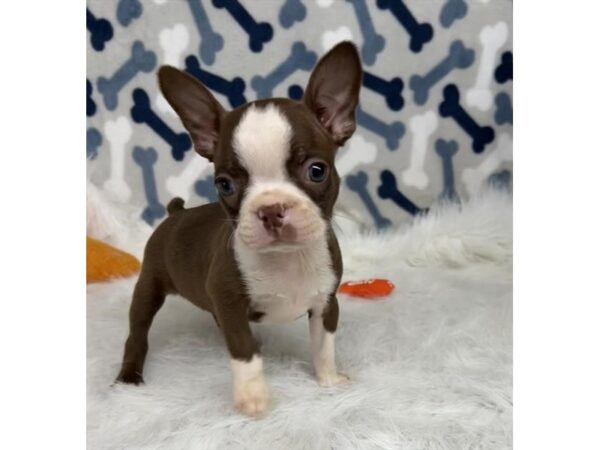 [#20524] Chocolate / White Female Boston Terrier Puppies for Sale