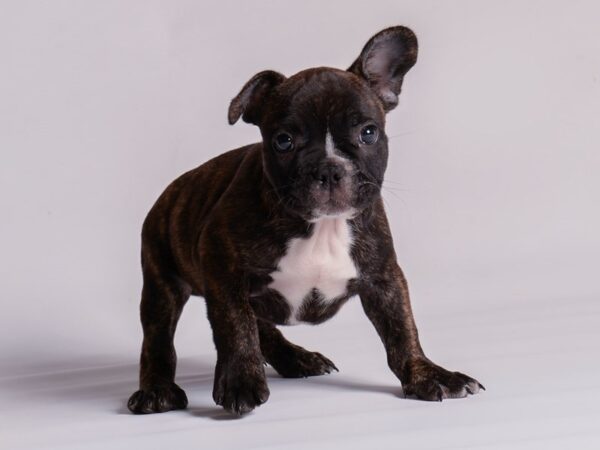 [#20535] Brindle Male French Bulldog Puppies for Sale